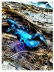 4 rev scorpion blue